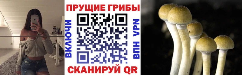 Псилоцибиновые грибы Magic Shrooms  kraken как зайти  Богородск 